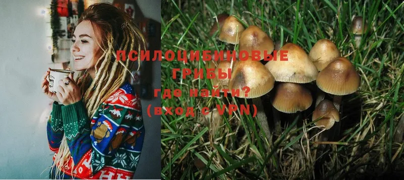 Псилоцибиновые грибы Psilocybe  Богданович 